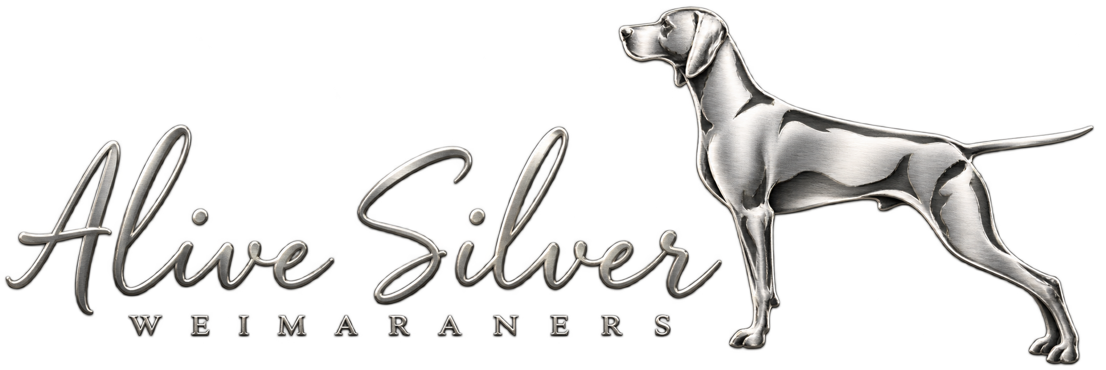 Alive Silver Weimaraners