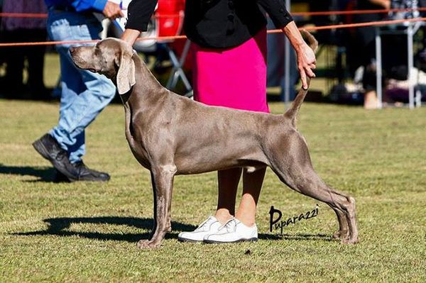Greyghost Weis Cracker