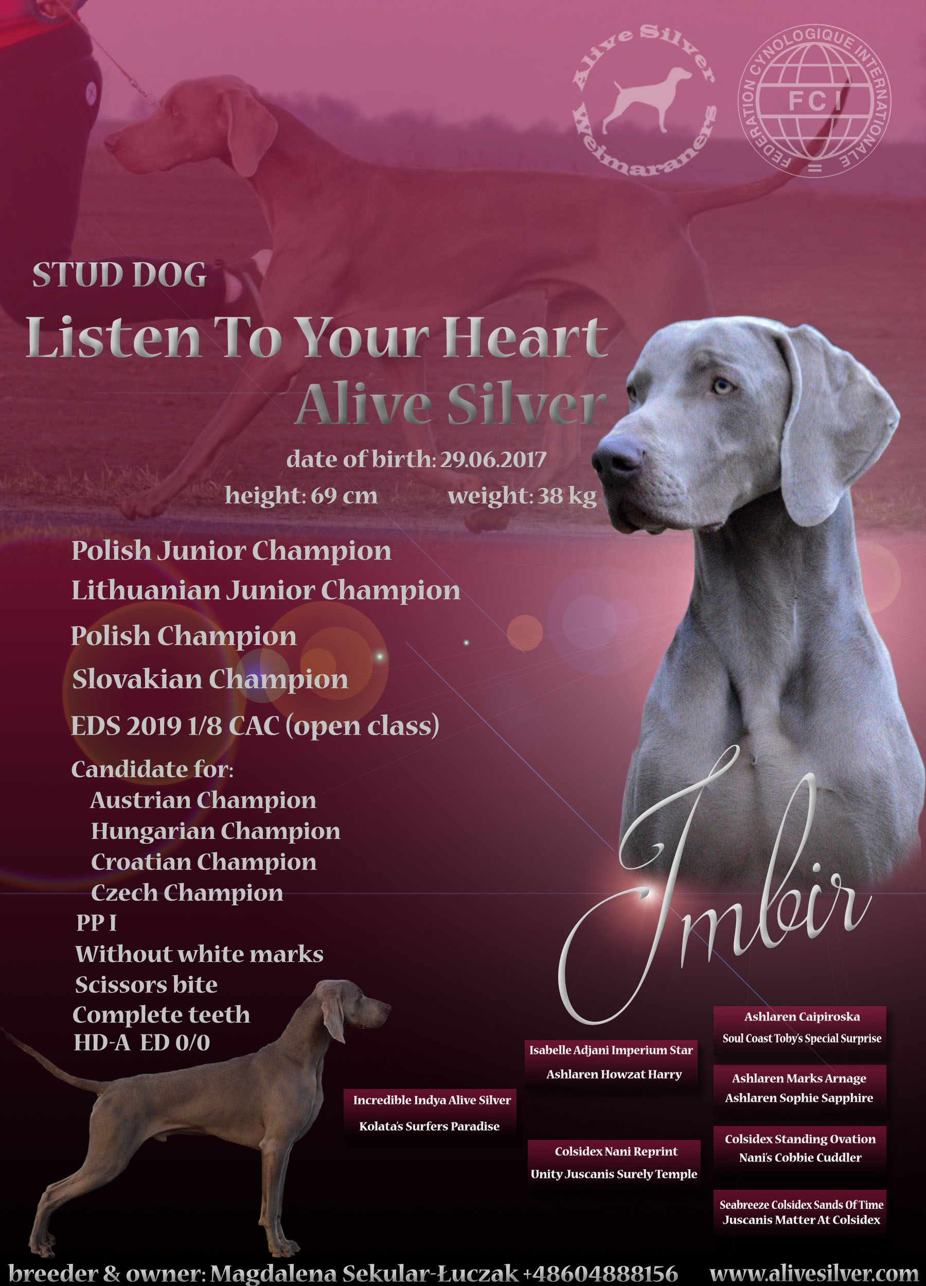 Imbir — Listen To Your Heart Alive Silver