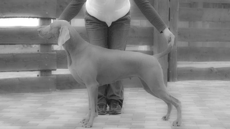 Isa podczas prezentacji