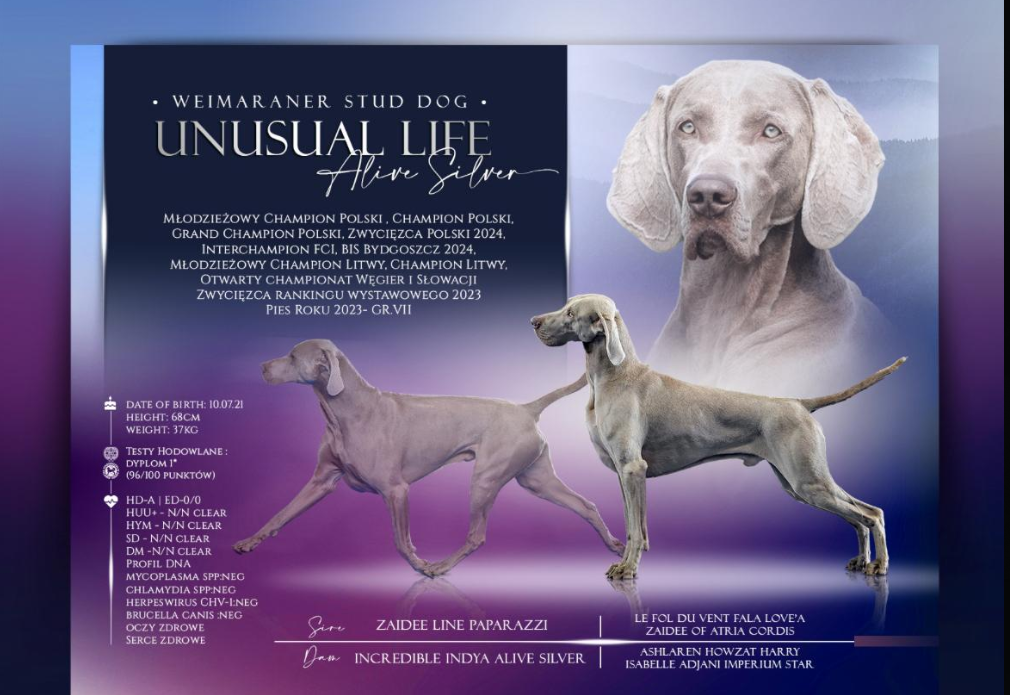 Zorn — Unusual Life Alive Silver