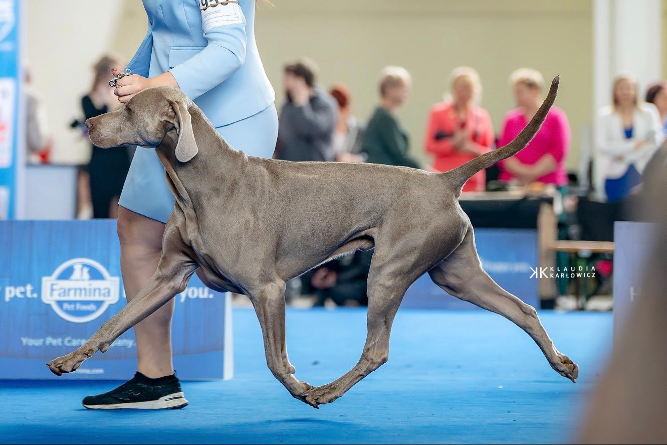 Unusual Life Alive Silver — Zorn in show stance